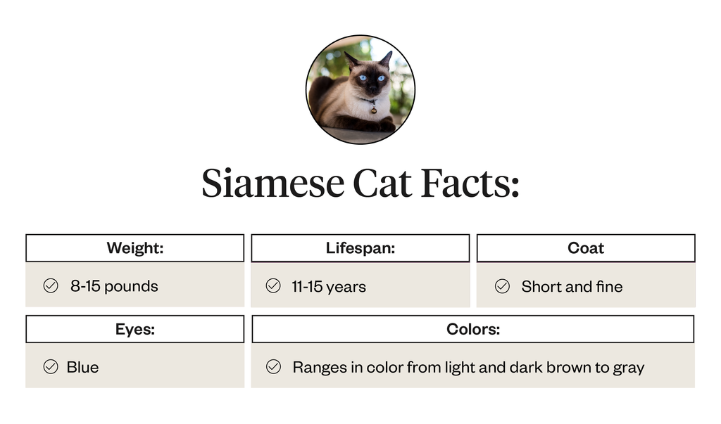 Various Siamese cat facts, including weight, lifespan, coat, and eye colors