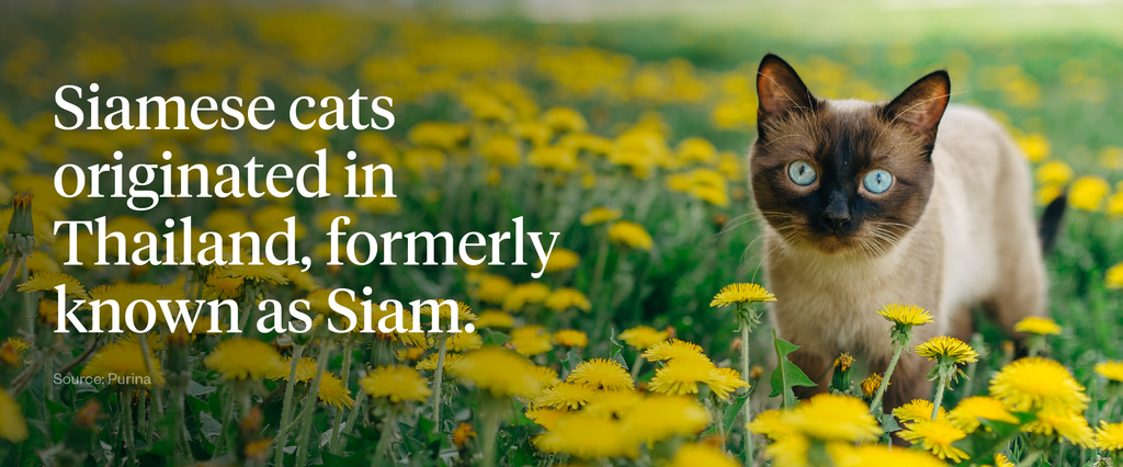 Siamese cats originated in Thailand, formerly known as Siam.