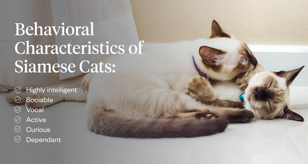 Behavioral characteristics of Siamese cats: highly intelligent, sociable, vocal, active, curious, dependant