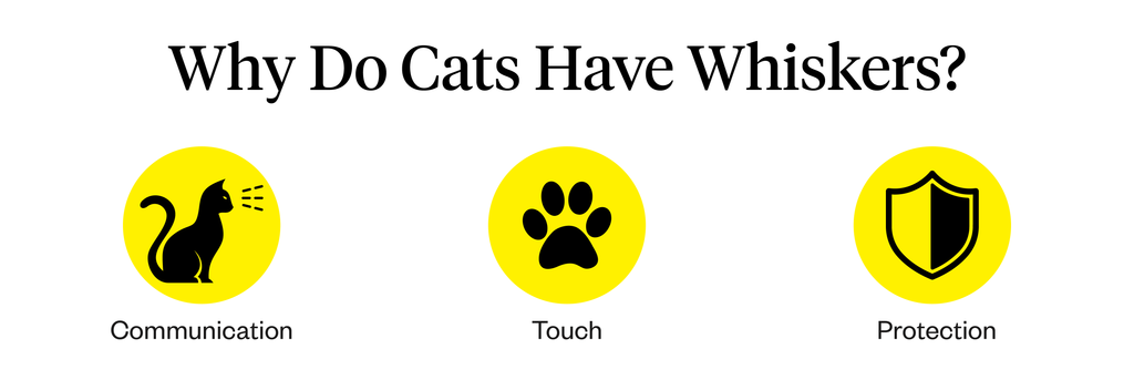 Infographic of how cats use their whiskers