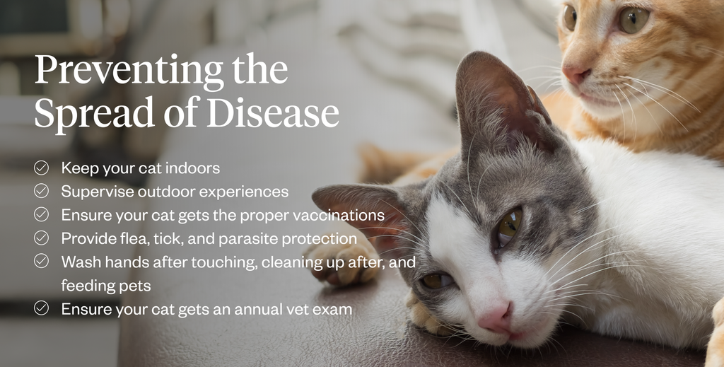 Tips to help prevent the spread of disease in cats