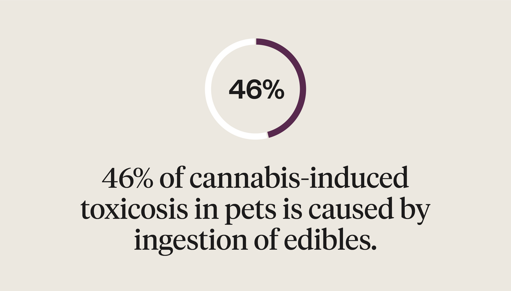 46% of cannabis-induced toxicosis in pets is caused by ingestion of edibles.