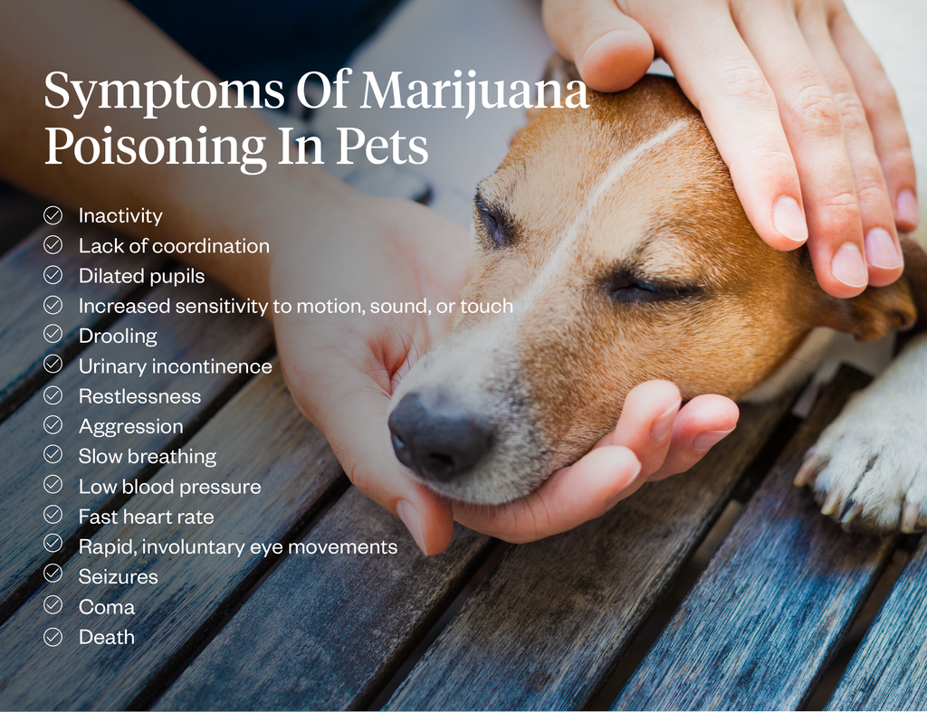 List of symptoms of marijuana poisoning in pets