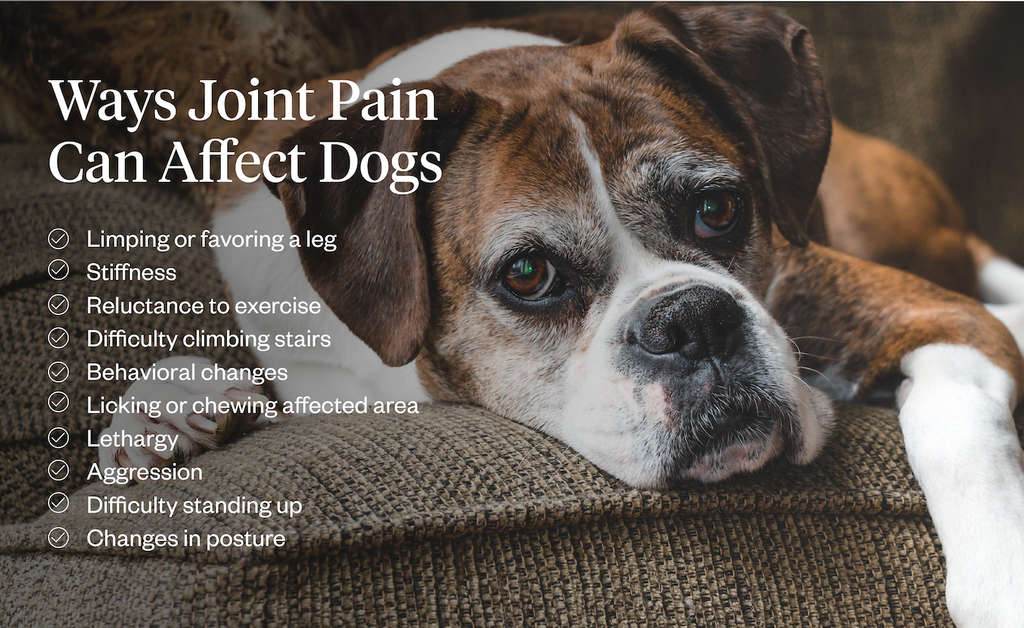 List of ways joint pain can affect dogs
