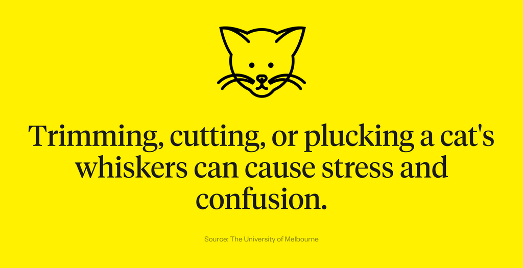Infographic explaining what trimming, cutting, and plucking a cat’s whiskers does to felines.