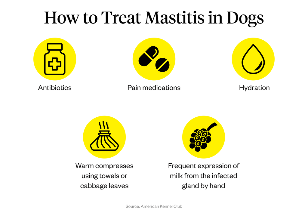 how do you treat mastitis in dogs