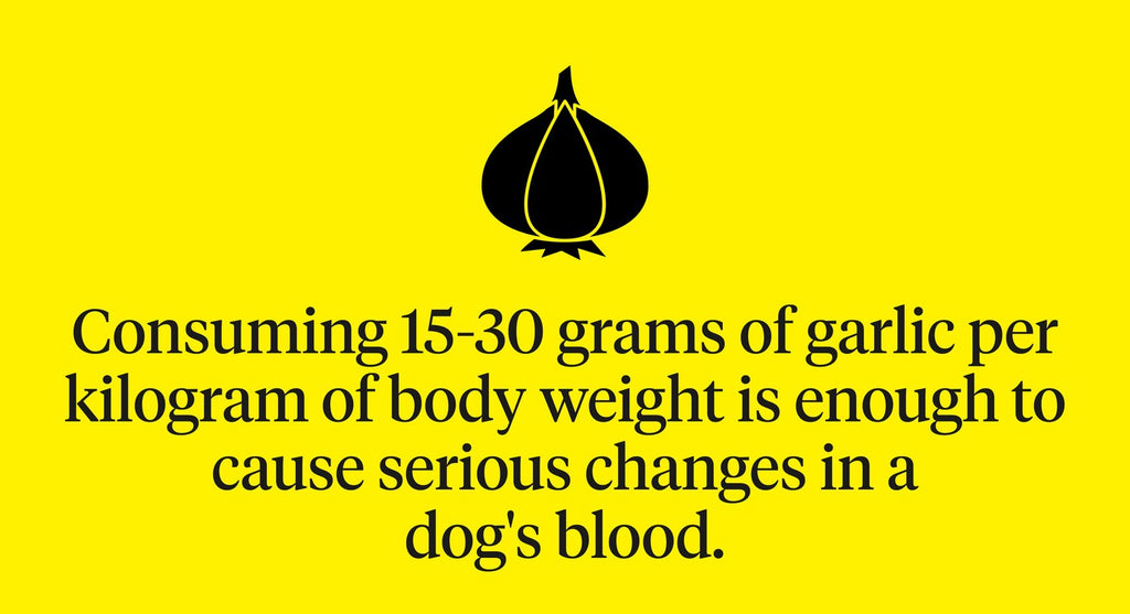 15-30 grams of garlic per kilogram of body weight is enough to cause serious changes in a dog’s blood