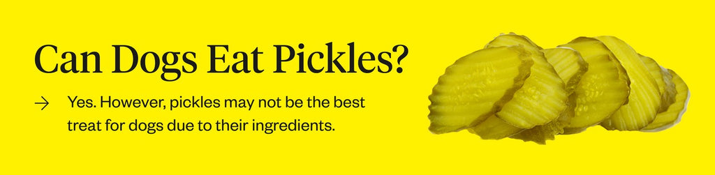 Can Dogs Eat Pickles? - Dutch Pet