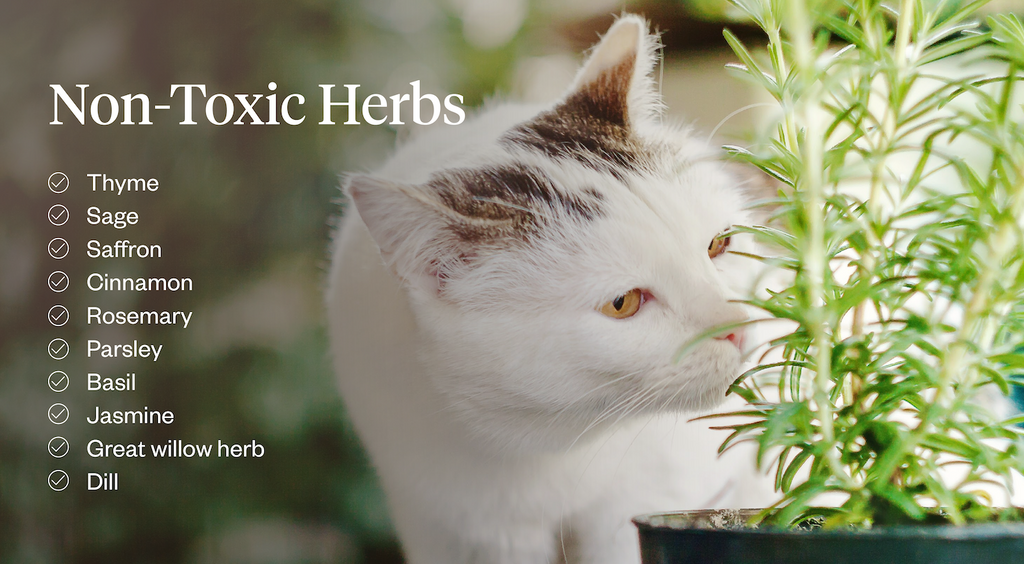 List of non-toxic herbs for cats