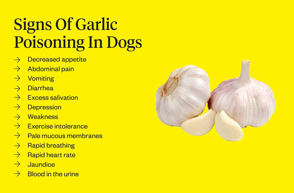 Signs of garlic poisoning in dogs