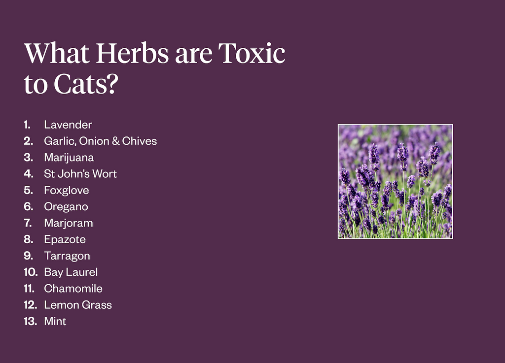 List of herbs toxic to cats