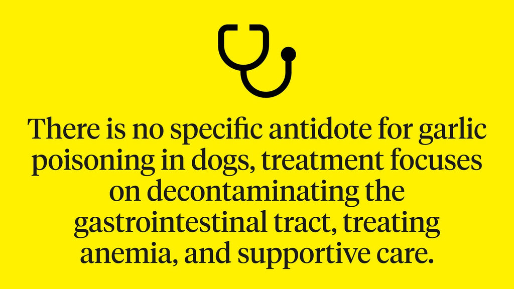 There is no specific antidote for garlic poisoning in dogs