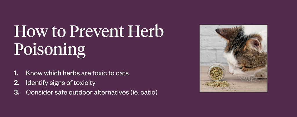 Three ways to prevent herb poisoning in cats