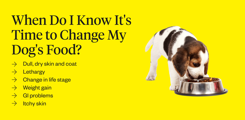 Signs that indicate it’s time to change your dog’s food