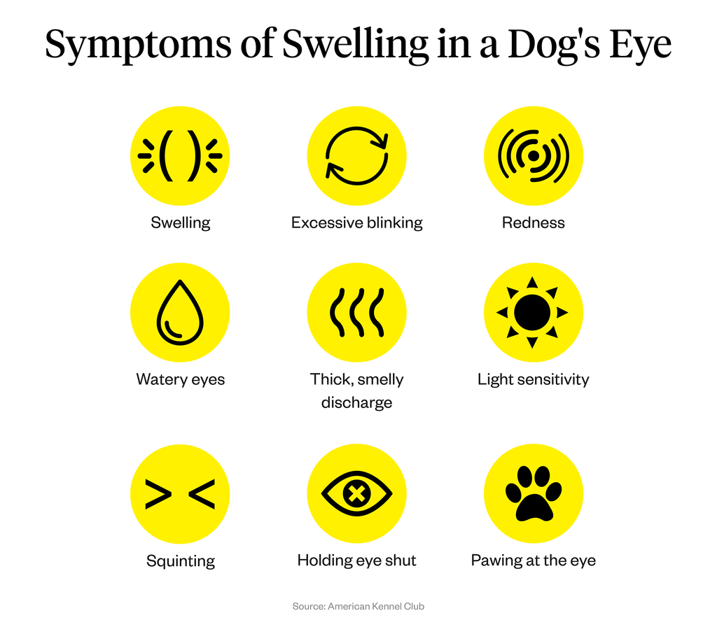 Kedelig foder uvidenhed Dog Eye Infections: Why Is My Dog's Eye Swollen? | Dutch