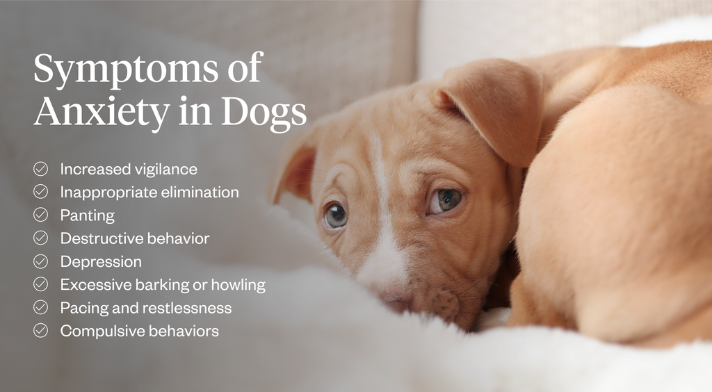 Symptoms of anxiety in dogs