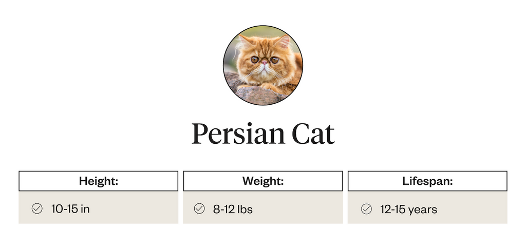 Persian cat height, weight, lifespan statistics