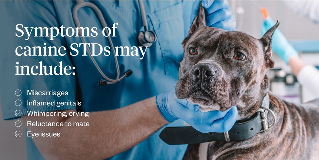 List of possible symptoms of canine STDs