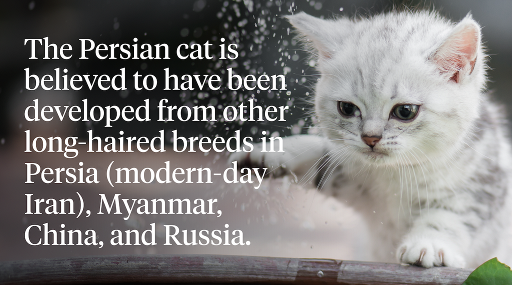 The Persian cat is believed to have been developed from other long-haired breeds in Persia (modern-day Iran), Myanmar, China, and Russia.