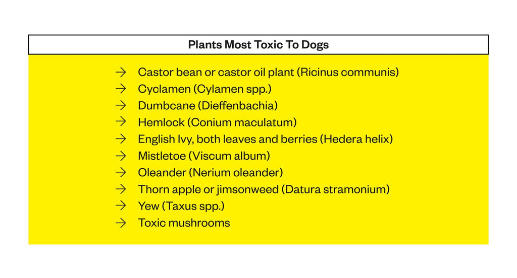 Plants most toxic to dogs