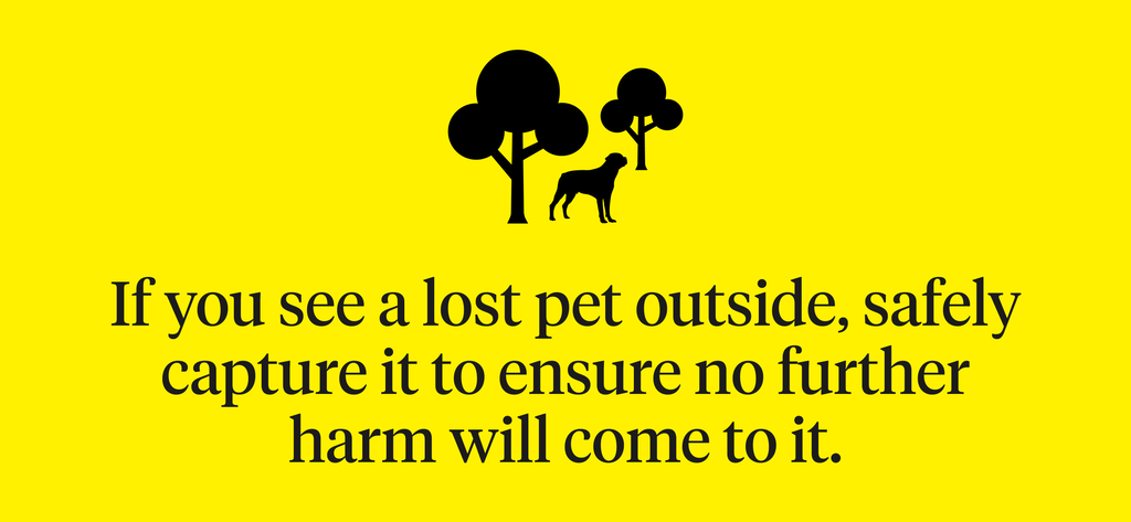 If you see a lost pet outside, safely capture it to ensure no further harm