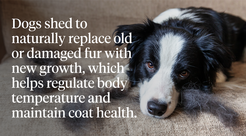 Dogs shed to replace old or damaged fur with new growth