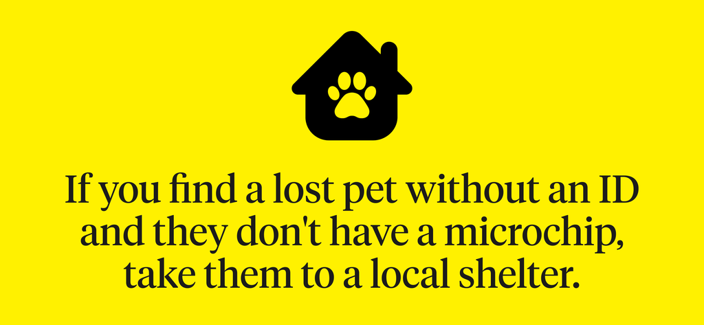 If you find a lost pet without an ID or microchip, take them to a local shelter