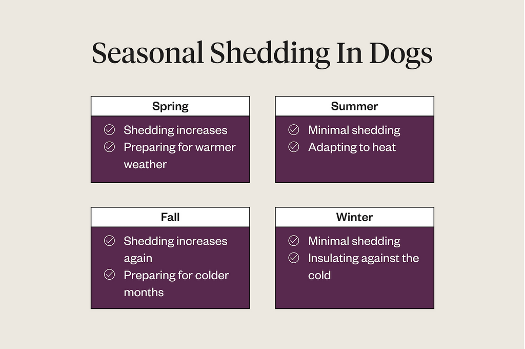 Seasonal shedding in dogs