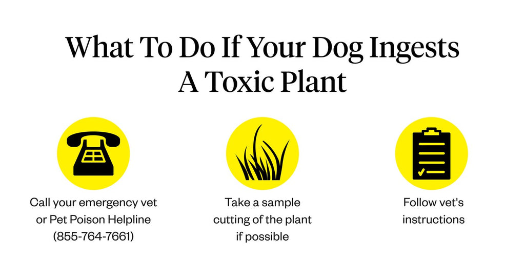 What to do if your dog ingests a toxic plant