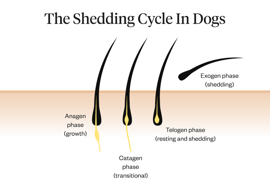 The hair shedding cycle in dogs