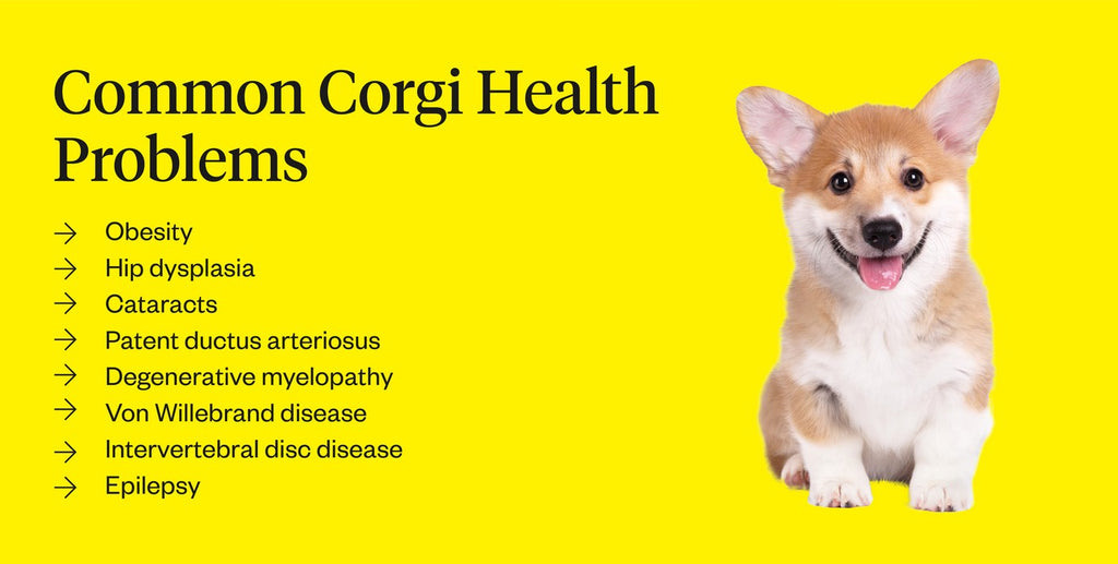 do corgis have health problems