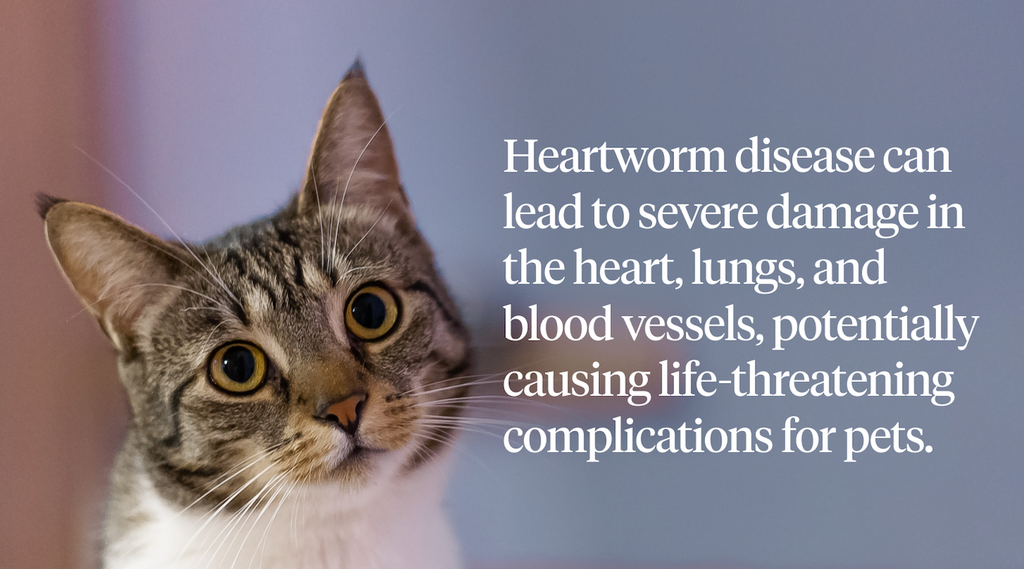 <p>Heartworm disease can lead to severe damage in the heart, lungs, and blood vessels, potentially causing life-threatening complications for pets</p> <p>&nbsp;</p>