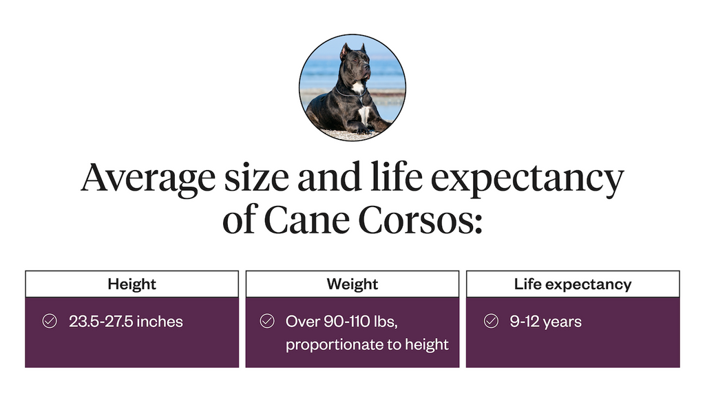 Average size and life expectancy of Cane Corsos