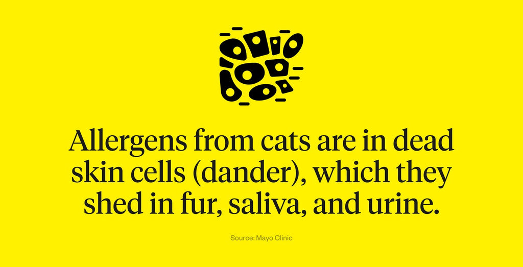 Allergens from cats are in dead skin cells (dander), which they shed in fur, saliva, and urine