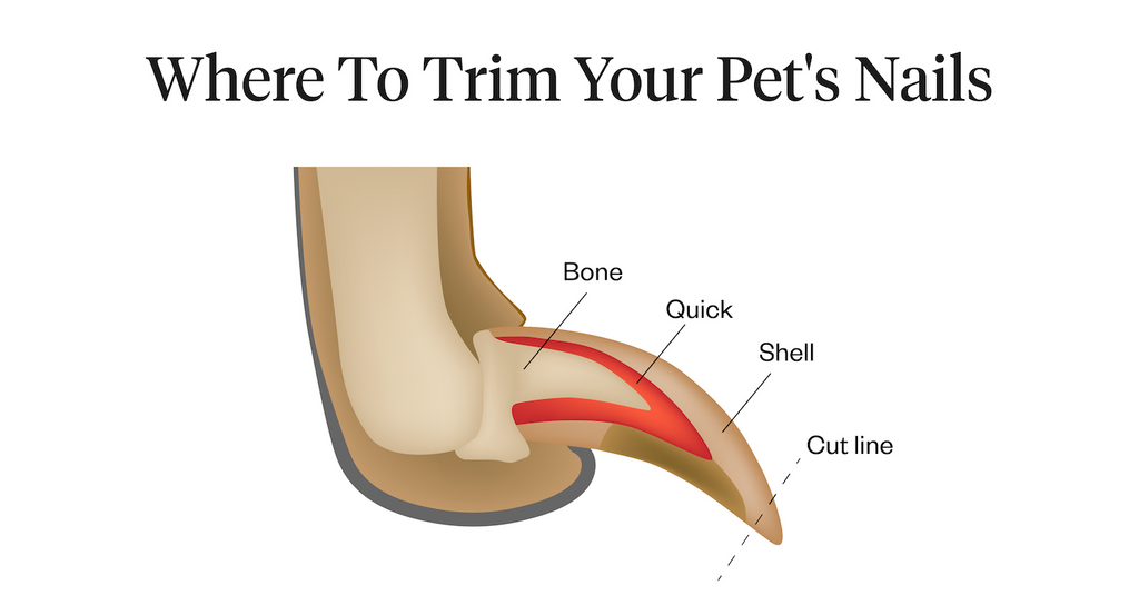 Where to trim your pet’s nails diagram