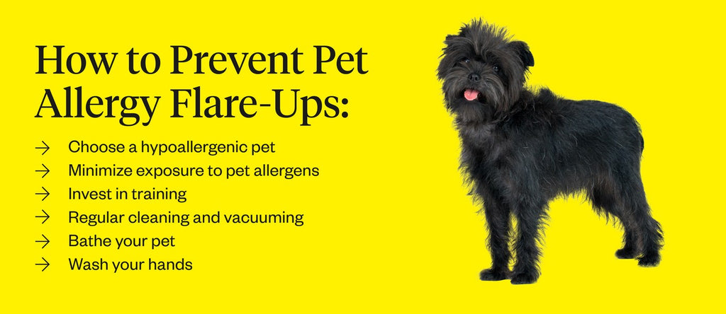 How to prevent pet allergy flare-ups