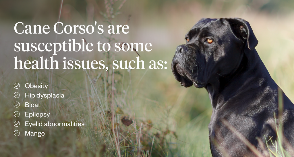 Cane Corso’s are susceptible to some health issues, such as: obesity, hip dysplasia, bloat, epilepsy, eyelid abnormalities, mange