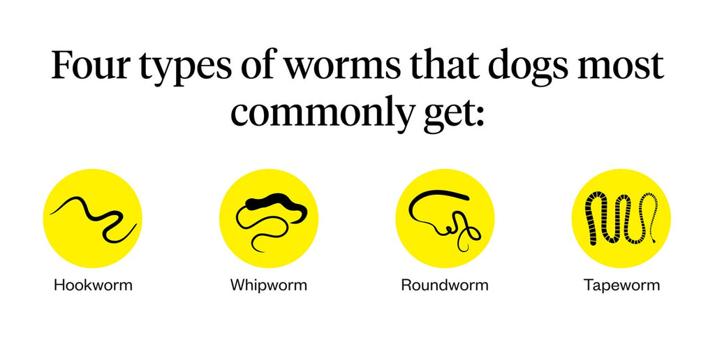 The four types of worms that dogs most commonly get
