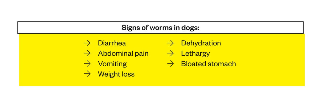 Signs of worms in dogs