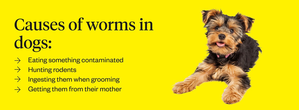 pinworm in dogs