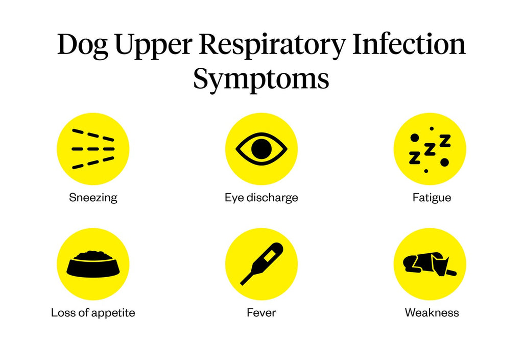 how do i know if my dog has an upper respiratory infection