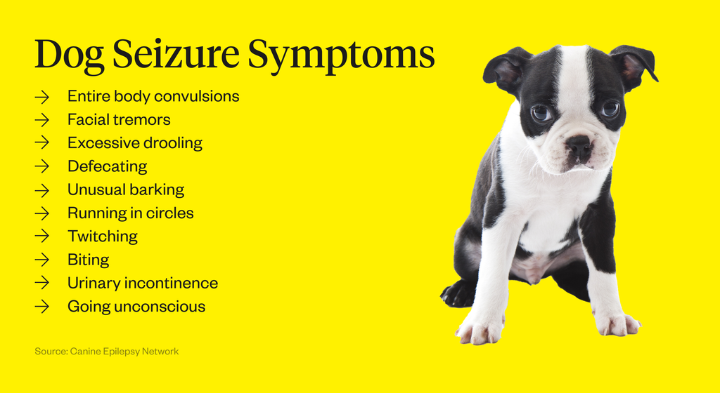 how long does a seizure last for a dog