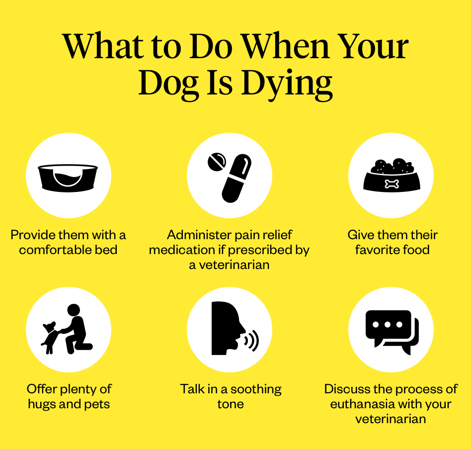 how do you know if dog is dying