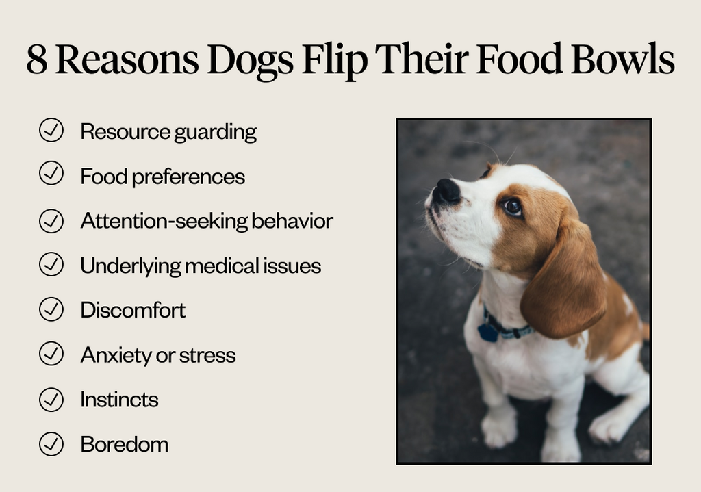 Reasons dogs flip their food bowls