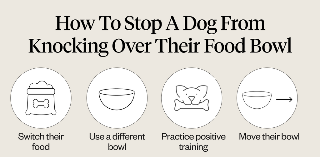 How to stop a dog from knocking over their food bowl