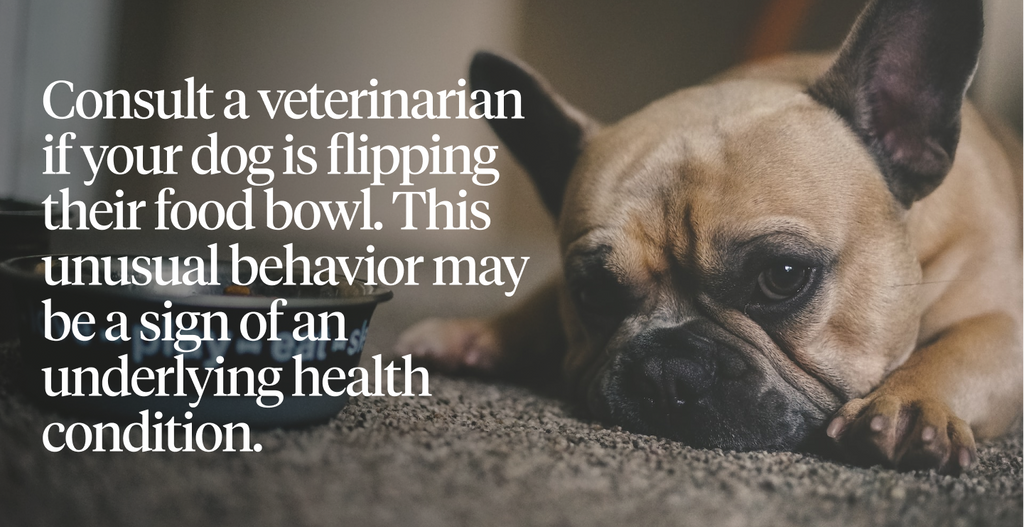 Consult a vet if your dog is flipping their food bowl