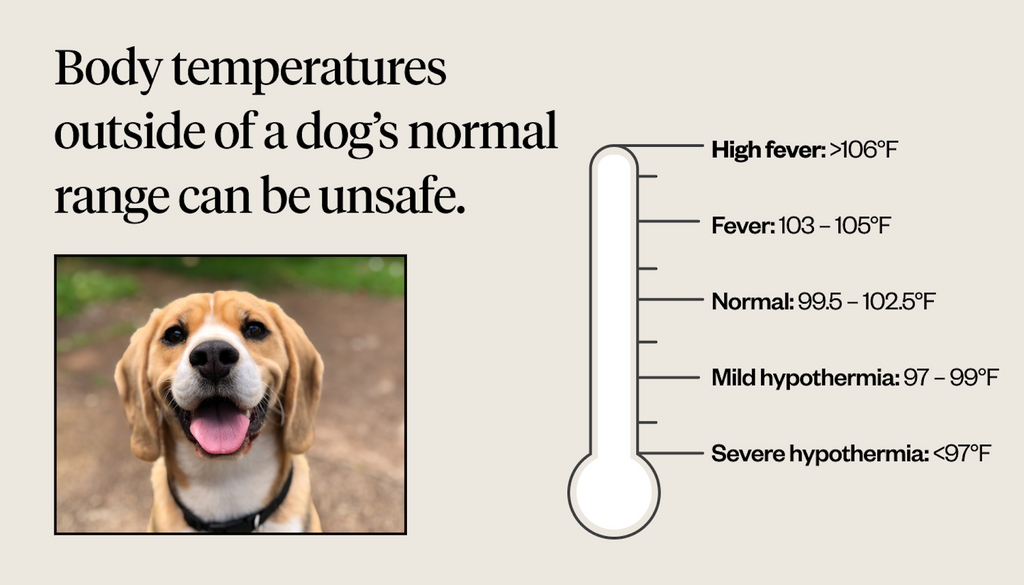 Thermometer showing a dog’s normal and abnormal body temperature.