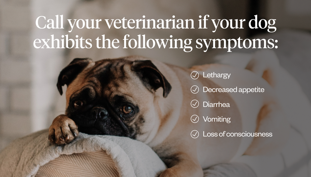When to see a vet about a dog’s body temperature