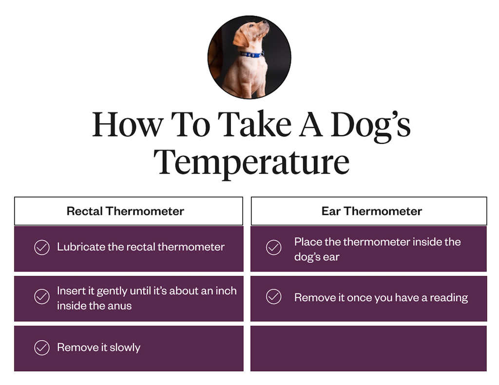 Directions for dog rectal and ear thermometer