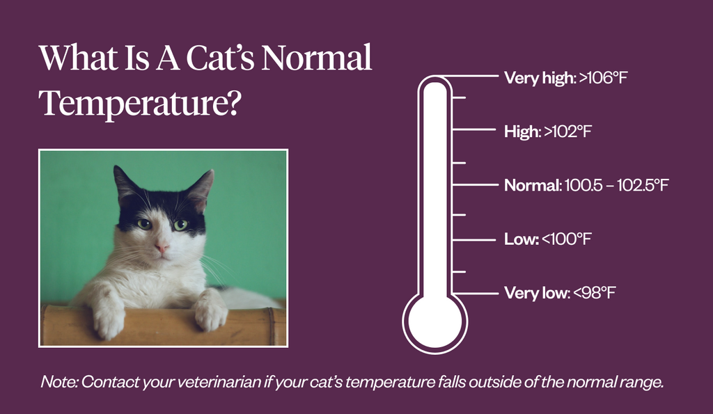 What’s a cat’s normal temperature?